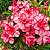 Rosa do Deserto - Adenium Obesum - Sappaisal - 5 Sementes - Imagem 1