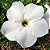 Rosa do Deserto - Adenium Obesum - Star White - 5 Sementes - Imagem 1