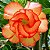 Rosa do Deserto - Adenium Obesum - Orange Pallet - 5 Sementes - Imagem 1