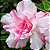 Rosa do Deserto - Adenium Obesum - Sweet - 5 Sementes - Imagem 1