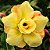 Rosa do Deserto - Adenium Obesum -Yellow - 5 Sementes - Imagem 1