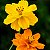 Cosmos Amarela - 10 Sementes - Imagem 1