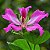 Pata de Vaca Rosa - Bauhinia Forficata: 3 Sementes - Imagem 2