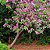 Pata de Vaca Rosa - Bauhinia Forficata: 3 Sementes - Imagem 1