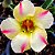 Rosa do Deserto - Adenium Obesum - Yellow Dream - 5 Sementes - Imagem 1