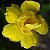 Rosa do Deserto - Adenium Obesum - Yellow Gold - 5 Sementes - Imagem 1