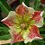 Rosa do Deserto - Adenium Obesum - Wonderful Star - 5 Sementes - Imagem 1