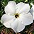 Rosa do Deserto - Adenium Obesum - White Star - 5 Sementes - Imagem 1