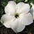 Rosa do Deserto - Adenium Obesum - White Star - 5 Sementes - Imagem 1