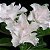 Rosa do Deserto - Adenium Obesum - White House - 5 Sementes - Imagem 1