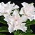 Rosa do Deserto - Adenium Obesum - White House - 5 Sementes - Imagem 1