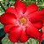 Rosa do Deserto - Adenium Obesum - Warrior - 5 Sementes - Imagem 1