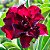 Rosa do Deserto - Adenium Obesum - Vermilion - 5 Sementes - Imagem 1