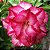 Rosa do Deserto - Adenium Obesum - Triple Amazing - 5 Sementes - Imagem 1