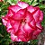 Rosa do Deserto - Adenium Obesum - Triple Amazing - 5 Sementes - Imagem 1