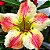 Rosa do Deserto - Adenium Obesum - Topaz - 5 Sementes - Imagem 1