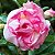 Rosa do Deserto - Adenium Obesum - Snow Lotus - 5 Sementes - Imagem 1
