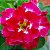 Rosa do Deserto - Adenium Obesum - Ruby - 5 Sementes - Imagem 1
