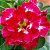 Rosa do Deserto - Adenium Obesum - Ruby - 5 Sementes - Imagem 1
