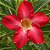 Rosa do Deserto - Adenium Obesum - Red Star - 5 Sementes - Imagem 1