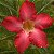 Rosa do Deserto - Adenium Obesum - Red Star - 5 Sementes - Imagem 1