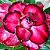 Rosa do Deserto - Adenium Obesum - Red Bow - 5 Sementes - Imagem 1