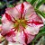 Rosa do Deserto - Adenium Obesum - Rainbow - 5 Sementes - Imagem 1