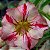 Rosa do Deserto - Adenium Obesum - Rainbow - 5 Sementes - Imagem 1