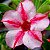 Rosa do Deserto - Adenium Obesum - Pink Star - 5 Sementes - Imagem 1