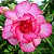 Rosa do Deserto - Adenium Obesum - Pink Lady - 5 Sementes - Imagem 1