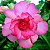 Rosa do Deserto - Adenium Obesum - Pink Lady - 5 Sementes - Imagem 1