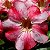Rosa do Deserto - Adenium Obesum - Paris - 5 Sementes - Imagem 1