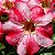 Rosa do Deserto - Adenium Obesum - Paris - 5 Sementes - Imagem 1