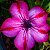 Rosa do Deserto - Adenium Obesum - Mhamoung - 5 Sementes - Imagem 1
