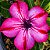 Rosa do Deserto - Adenium Obesum - Mhamoung - 5 Sementes - Imagem 1