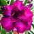 Rosa do Deserto - Adenium Obesum - Mango - 5 Sementes - Imagem 1