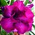 Rosa do Deserto - Adenium Obesum - Mango - 5 Sementes - Imagem 1