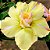Rosa do Deserto - Adenium Obesum - Lemon Sun - 5 Sementes - Imagem 1