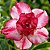 Rosa do Deserto - Adenium Obesum - Índia - 5 Sementes - Imagem 1