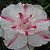 Rosa do Deserto - Adenium Obesum - Full Money Honey - 5 Sementes - Imagem 1