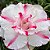 Rosa do Deserto - Adenium Obesum - Full Money Honey - 5 Sementes - Imagem 1