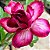 Rosa do Deserto - Adenium Obesum - Double Violet - 5 Sementes - Imagem 1