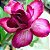 Rosa do Deserto - Adenium Obesum - Double Violet - 5 Sementes - Imagem 1