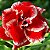 Rosa do Deserto - Adenium Obesum - Double Santa - 5 Sementes - Imagem 1