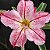 Rosa do Deserto - Adenium Obesum - DNA - 5 Sementes - Imagem 1