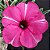 Rosa do Deserto - Adenium Obesum - Diamond Ring - 5 Sementes - Imagem 1