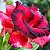 Rosa do Deserto - Adenium Obesum - Cherry Sweet - 5 Sementes - Imagem 1