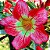 Rosa do Deserto - Adenium Obesum - Chelsea - 5 Sementes - Imagem 1