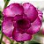Rosa do Deserto - Adenium Obesum - Carnation - 5 Sementes - Imagem 1