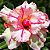 Rosa do Deserto - Adenium Obesum - Bonanza - 5 Sementes - Imagem 1